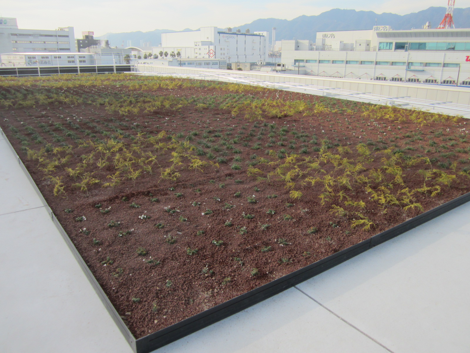 某研究所屋上緑化